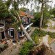 De Lomboklaan in Leersum krijgt na de valwind geen beuken maar lindes terug: ‘Die zijn beter bestand tegen verdroging’