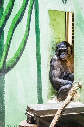 Bonobo Zamba geniet twee uur van vrijheid in Planckendael... tot verzorgers met een banaan zwaaien