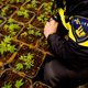 Woning in Slotervaart gesloten om hennepkwekerij