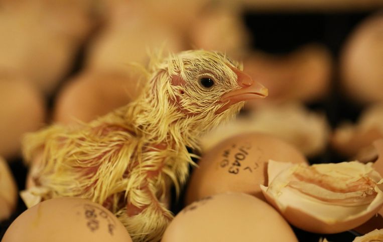 Een pasgeboren kuiken kruipt uit een ei.  Beeld Nederlandse Freelancers