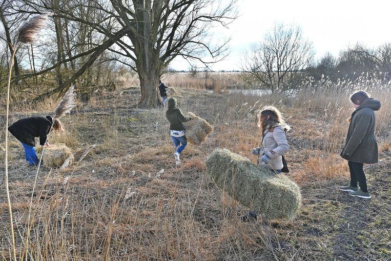 Dierenliefhebbers brengen balen hooi naar de Oostvaardersplassen. Beeld Guus Dubbelman / de Volkskrant