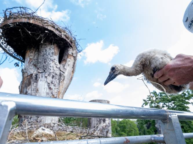 Dierenpark Planckendael ringt eerste ooievaars: “Grootste kolonie van het land”