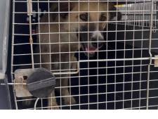 Polémique autour de l’évacuation de 200 chiens et chats de Kaboul