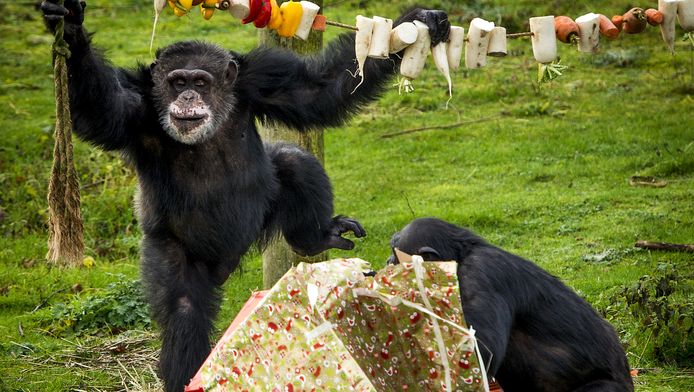 De chimpansees van Safaripark Beekse Bergen eerder dit jaar tijdens hun kerstdiner