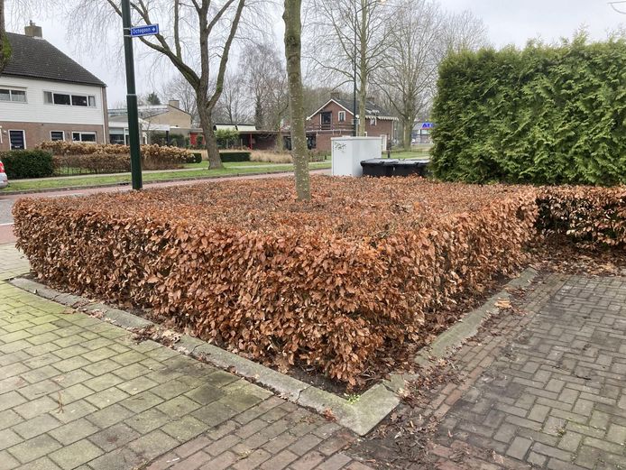 Gemeente Boxtel verwijdert hagen ivm bezuinigingen op groenonderhoud. Inwoners kunnen een heg behouden als ze zelf het onderhoud doen.