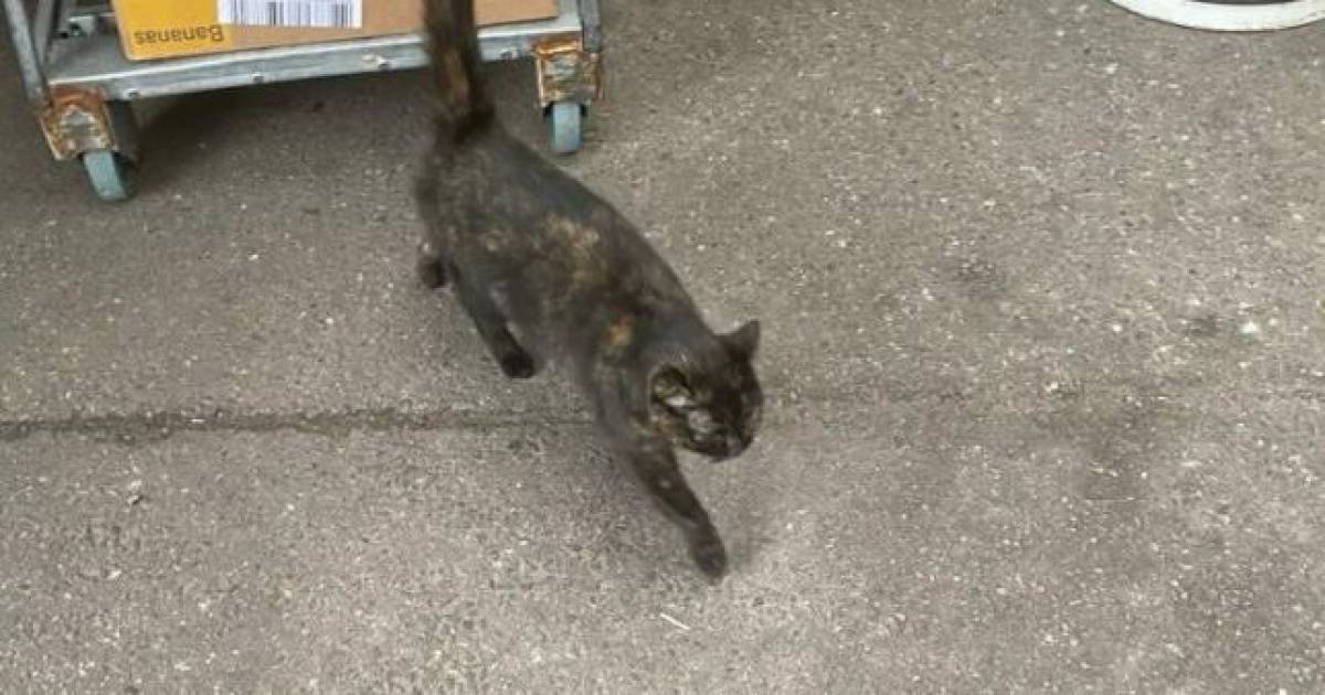 Poes Minnie uit Halsteren is de weg kwijt en duikt op bij supermarkt in Kamperland