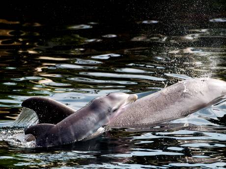 Minister Schouten wil dat Dolfinarium stopt met fokken dolfijnen