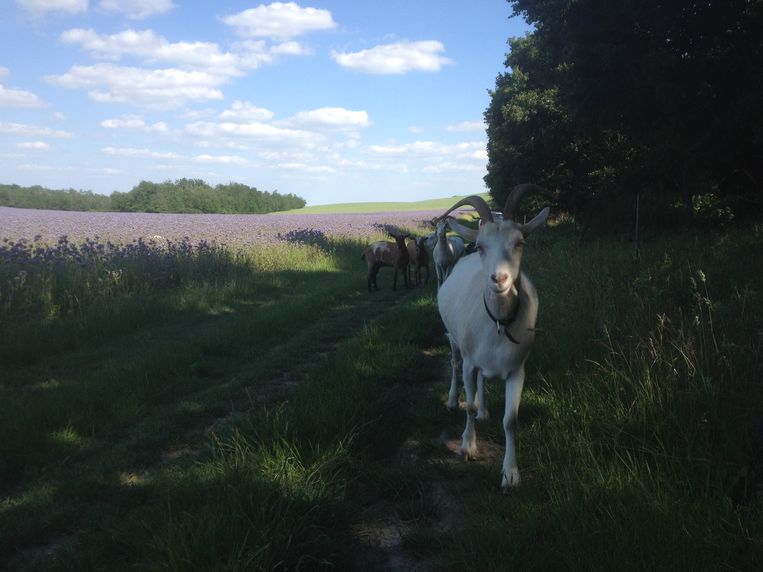 Het Hongaarse platteland. Beeld Jacob Eijkelboom