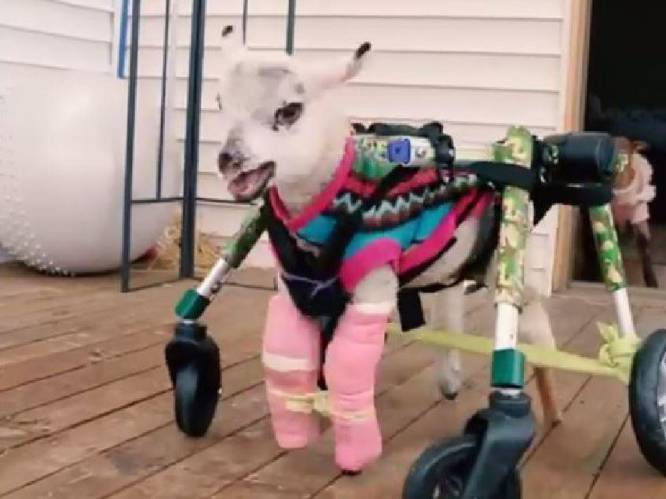 Schattige beelden: gehandicapt lammetje zet eerste stappen met speciale wandelwagen