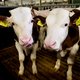 Veehouders in Gelderland willen zich best laten uitkopen voor hun stikstofuitstoot