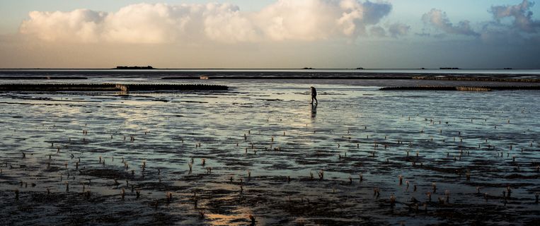 Fragment uit Silence of the Tides, een film over  500 kilometer kustlijn, 10.000 vierkante kilometer grond en water en miljoenen vogels. Beeld Windmill Film