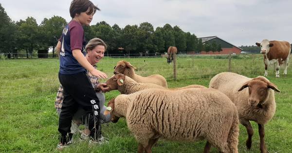 Altijd al zelf een schaap willen scheren? Het kan in Diessen - BD.nl