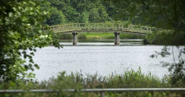 Blauwalg in Dribbelei-vijver Gemert