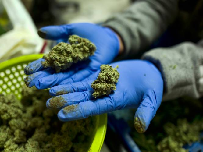 Elf ton cannabis in beslag genomen in Frankrijk