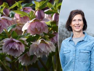 Van kerstroos tot mahonie: met deze planten blijft je tuin ook in de winter bloeien