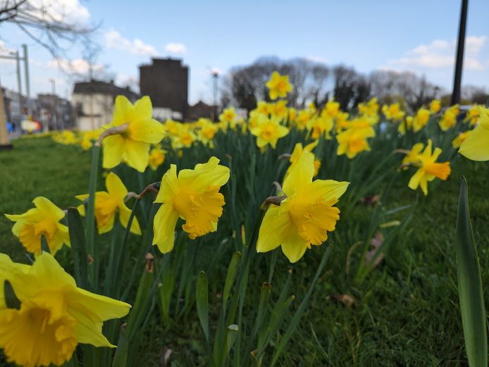 De hoofdcamera van de Xiaomi 12 Pro zorgt voor een mooie kleurenweergave in foto's.