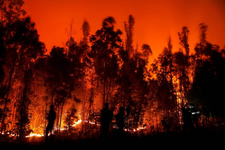 Branden in de Araucania-regio in Chili. Beeld AFP