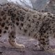'Planet Earth 2' spotte een zeldzaam sneeuwluipaard in de Himalaya (filmpje)