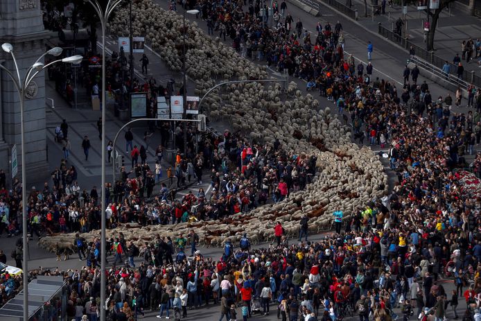 Herders en 2.000 schapen trekken door straten van Madrid