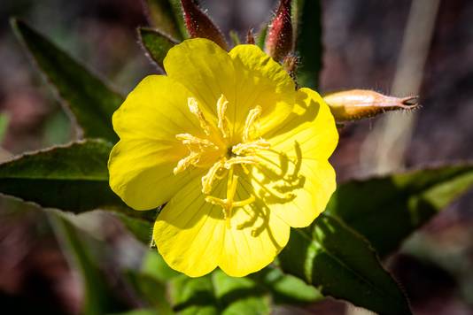 Teunisbloem (Oenothera)