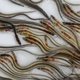 De palingpenose heeft het druk, babypaling smokkelen is zeer lucratief