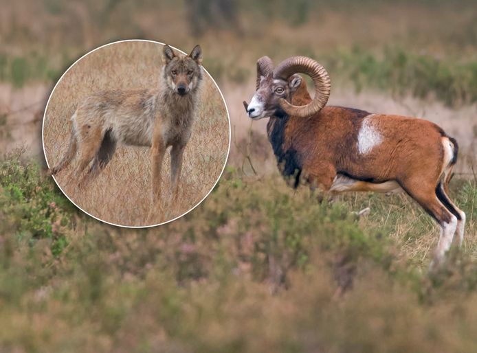 Gaat de moeflon verhuizen uit angst voor de wolf?