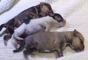 De drie gedumpte puppy's vlak na de vondst. Olimar (boven) overleefde het niet.