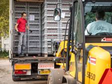 Bloemencorso: ook Valkenswaard krijgt verse dahlia's