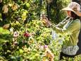sfeerbeeld tijdens het bezoek van de World Federation of Rose Societies