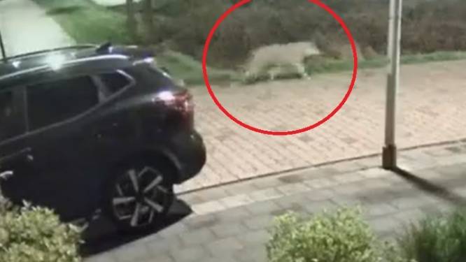 En dat is twee: opnieuw een wolf gespot in Amersfoort, ditmaal in woonwijk