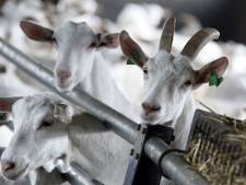 Ook boeren mét vergunning moeten vrezen voor inkrimping omdat stikstofcrisis maar doorgaat