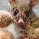 Buideldiertje kiest knuffelbeest als moeder
