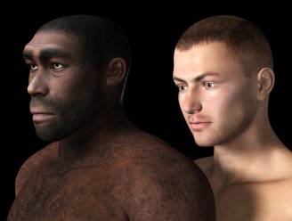 Homo erectus was eerder gedrongen volgens nieuwe studie