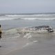 Dood walvissen Ghana gelinkt aan olieproductie