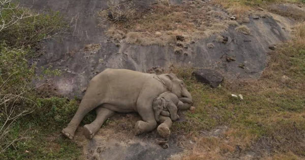 L’éléphant perdu peut retrouver sa mère, trois jours plus tard, un drone capture cette image puissante |  Instagram