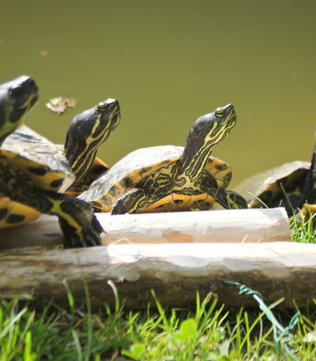 Grote schildpaddenopvang opent in Maastricht: ‘Ze worden steeds vaker gedumpt’