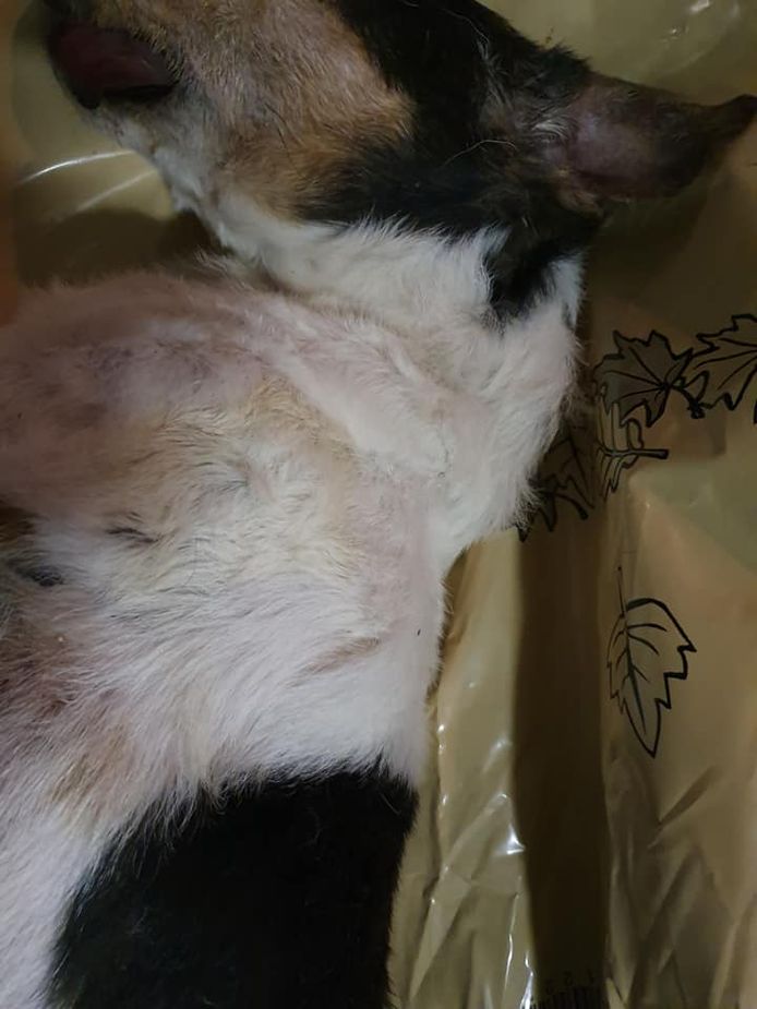 Dode hond gevonden in doos langs de snelweg; wie weet er meer over deze ...