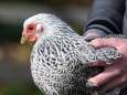 Ruiming van 189.000 kippen op twee pluimveebedrijven in Bentelo noodzakelijk vanwege vogelgriep