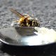 Wespenkoningin aan de honing