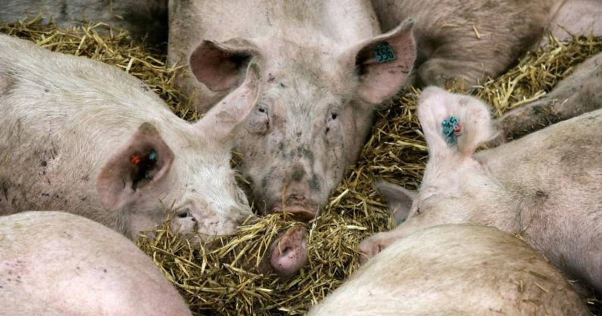 Grootste toename varkens in Reusel-De Mierden
