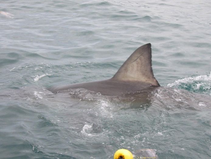 Un Faux Requin A New York Apres Le Passage De Sandy Home 7sur7 Be