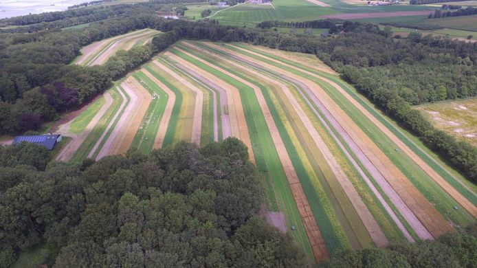 Strokenlandbouw Bergen op Zoom vanuit de lucht