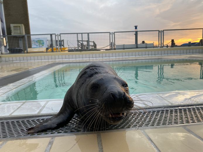 Zeehond Willy Wonka.