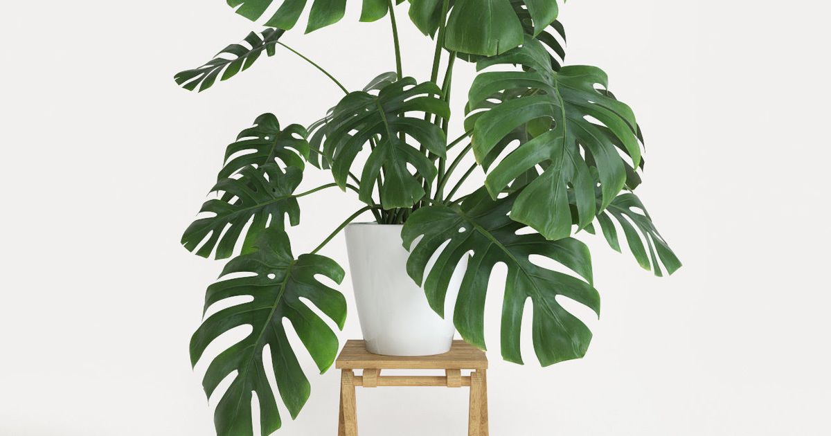 Is je orchidee uitgebloeid en verliest je ficus bladeren Is je orchidee uitgebloeid en verliest je ficus bladeren