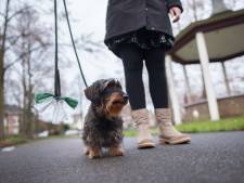 Een wijk zonder drollen? Waalwijk start proef in strijd tegen hondenpoep: 'Het is soms verschrikkelijk’