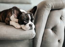 Ook honden liggen wakker als ze stress hebben
