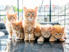 Monica liet een kattenparadijs bouwen in haar achtertuin: ‘Dan kakt de kat niet bij de buren’