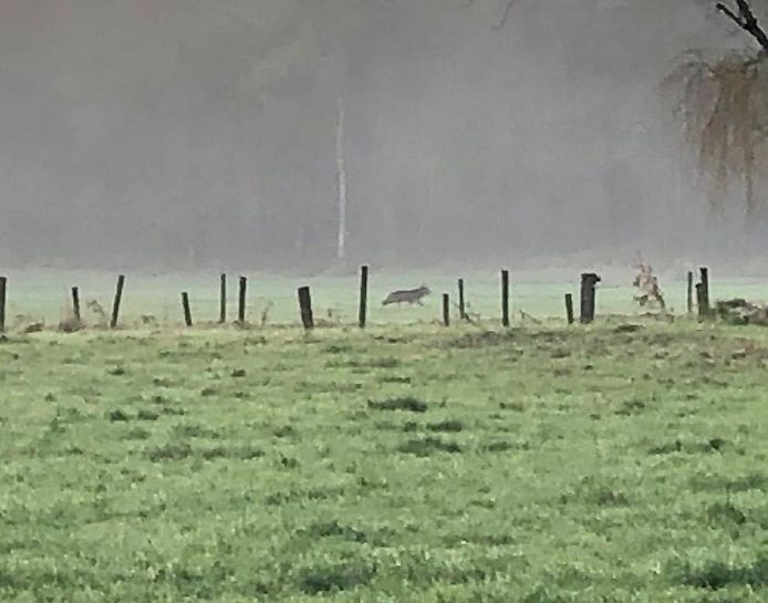 Vogelfotograaf Glenn Vermeersch maakte dinsdagochtend dit beeld in Kalmthout. Op basis daarvan bevestigen experts dat het om een wolf gaat.