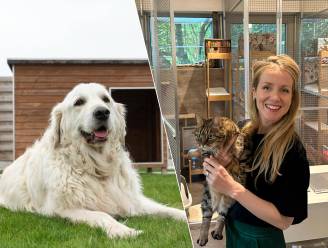 69 dierenhotels in Vlaanderen: hier geniet je kat, hond of konijn net als jij van een ontspannende vakantie