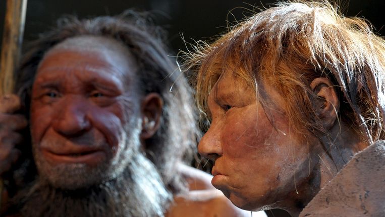 Twee modellen van Neanderthalers in een museum in de Duitse plaats Mettmann. De linker is een man, de rechter is een vrouw. Beeld afp